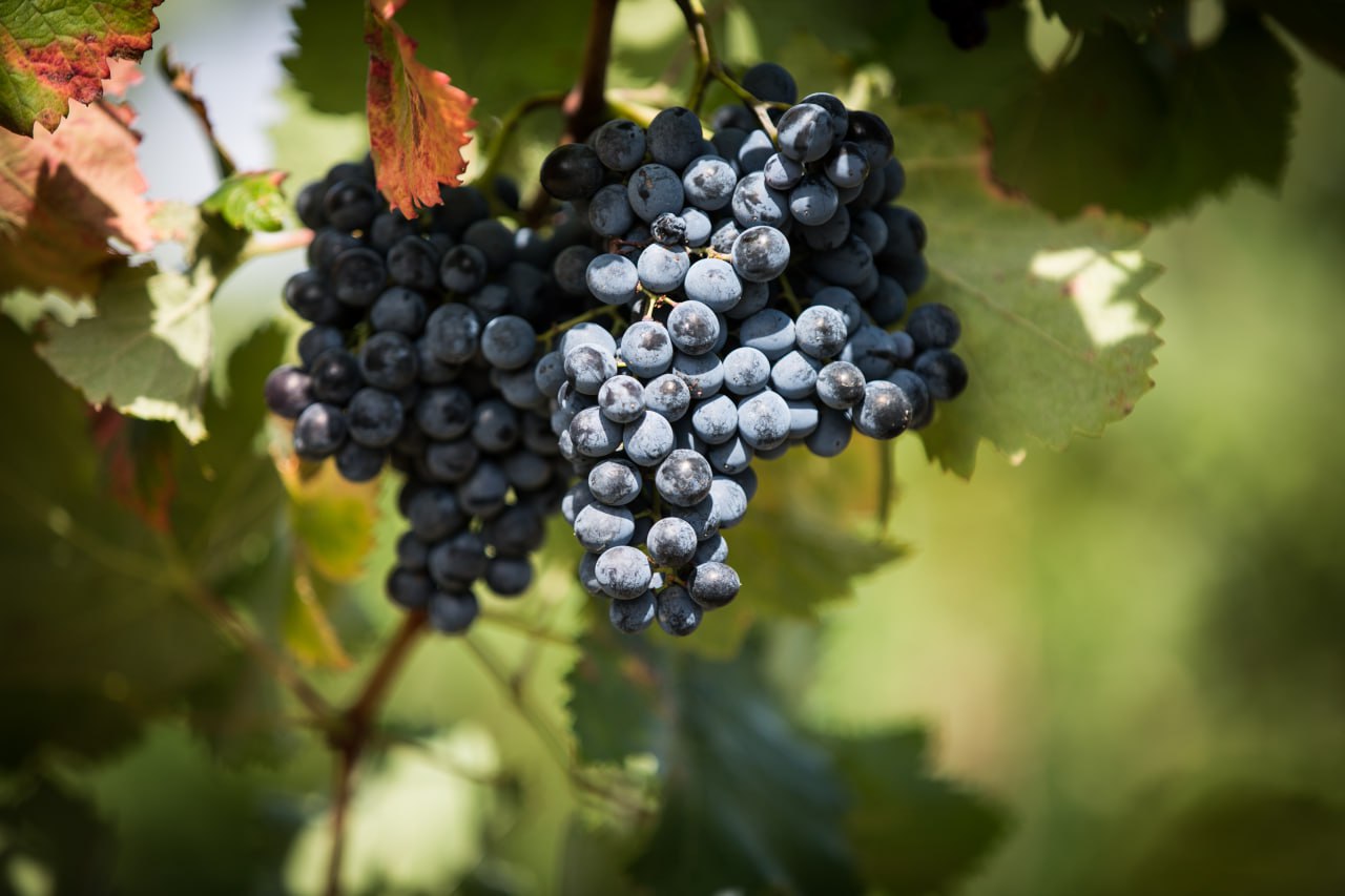 До конца 2023 года в Севастополе планируют собрать 24 тысячи тонн винограда